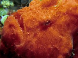 I'm an "orange". Taken In Anilao With Canon S80. by Edvin Eng 